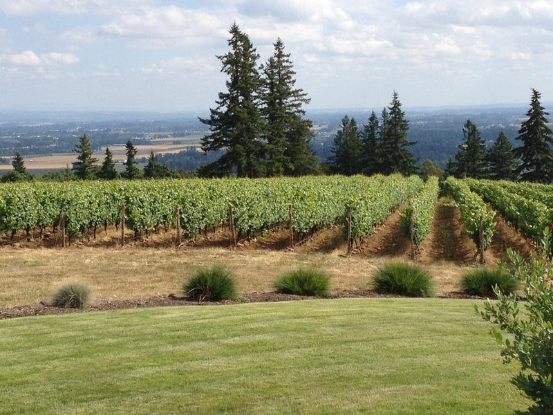 Willamette Valley's Collectible Chardonnays