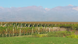 Ascent into Argentina: Wines of the Valley