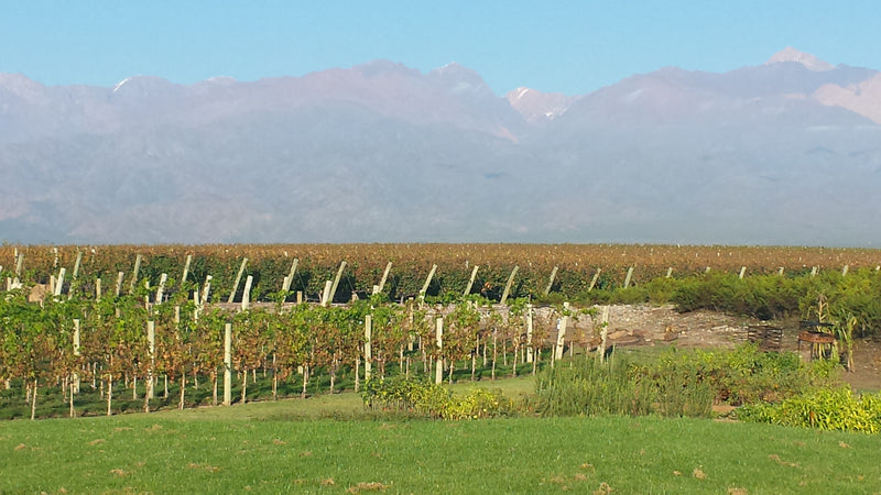Ascent into Argentina: Wines of the Valley