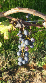 Ascent into Argentina: Wines of the Valley
