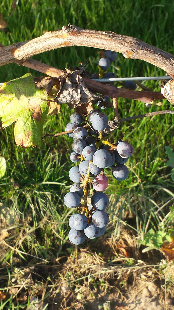 Ascent into Argentina: Wines of the Valley