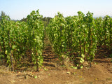 Willamette Valley's Collectible Chardonnays