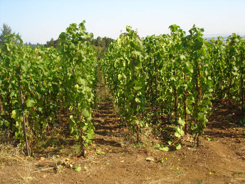 Willamette Valley's Collectible Chardonnays