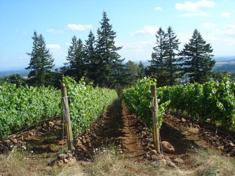 Willamette Valley's Collectible Chardonnays