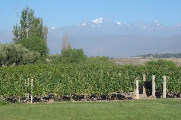 Ascent into Argentina: Wines of the Valley