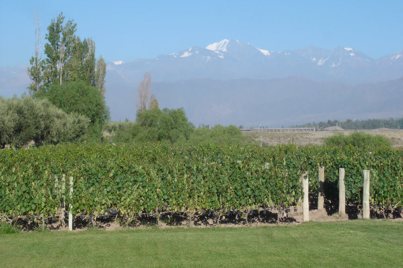 Ascent into Argentina: Wines of the Valley