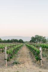 Big Syrahs and Delicate Pinots from Santa Barbara