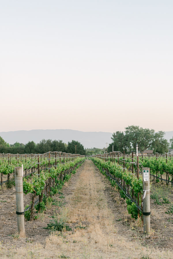 Big Syrahs and Delicate Pinots from Santa Barbara