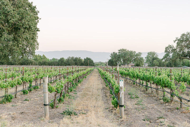 Big Syrahs and Delicate Pinots from Santa Barbara
