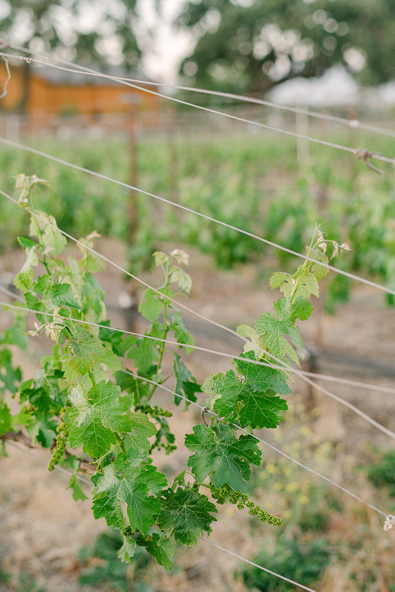 Big Syrahs and Delicate Pinots from Santa Barbara