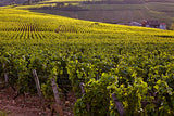 An Evening in Burgundy: A Journey Through Pinot Noir Non-Member Ticket