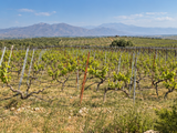 Greece - Assyrtiko